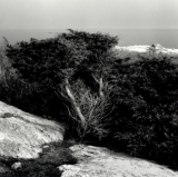 Juniper - Star Island