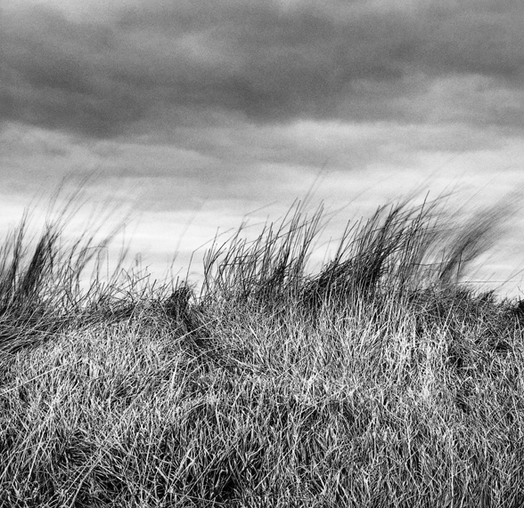 title:Windblown, Star Island - click to enter site.