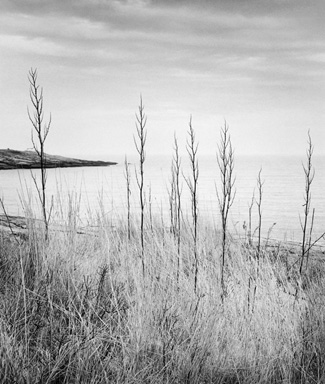 Still Life Standing 